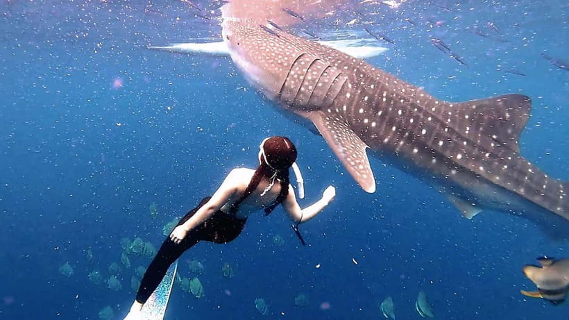 Cebu: Whaleshark Swimming & Kawasan falls Canyoneering Tour - Oslob whale sharks: memorable, busy, and tightly managed