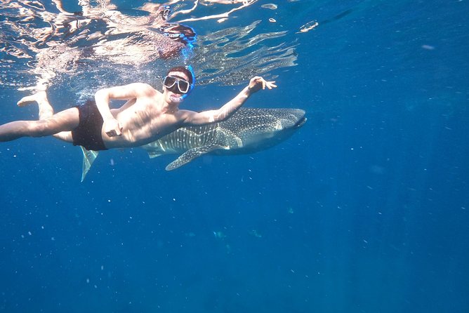 Cebu Whaleshark Tour - Oslob whale sharks, a close but carefully limited encounter