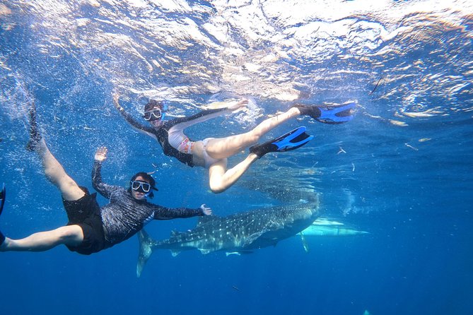 Cebu Whaleshark Tour - Sumilon Island gives the day room to breathe