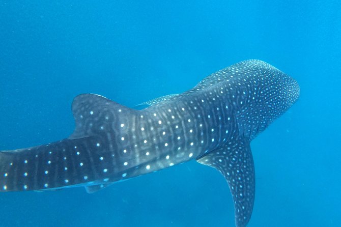 Cebu Whaleshark Tour - What the $130 price really covers