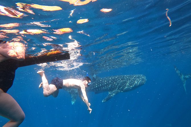 Cebu Whaleshark Tour - The long drive and early start require a plan