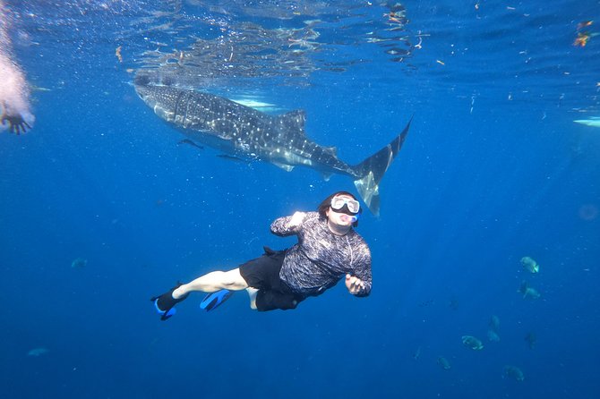 Cebu Whaleshark Tour - Who will get the most from this tour