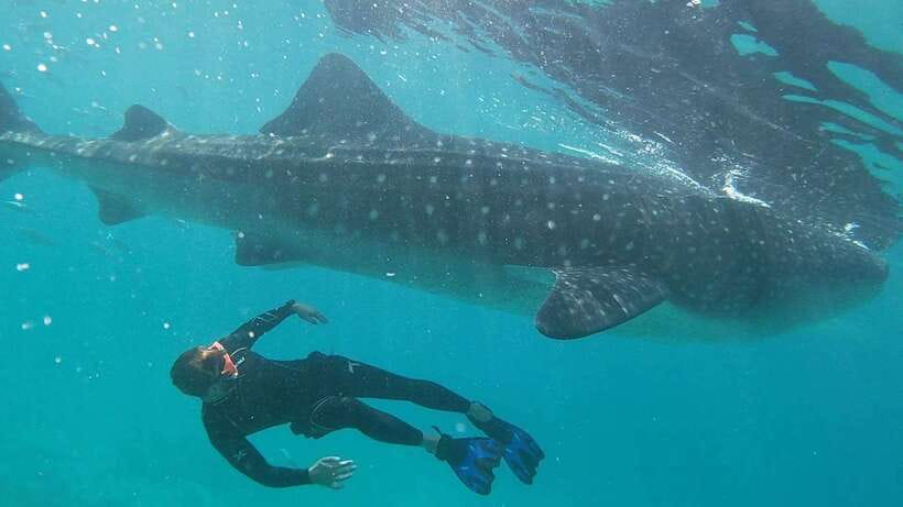Cebu: WhaleShark , Tumalog Falls, & Sardine Run Snorkeling - Three Cebu highlights packed into one long day