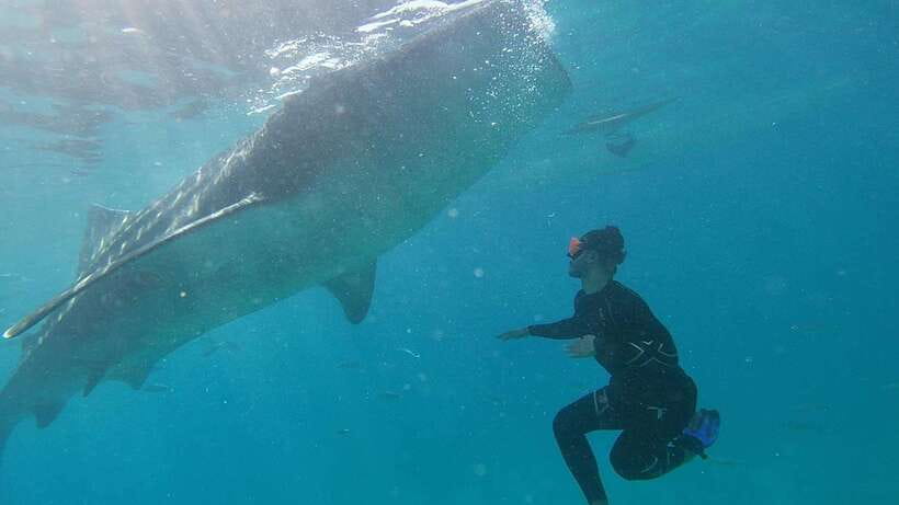 Cebu: WhaleShark , Tumalog Falls, & Sardine Run Snorkeling - Booking details worth knowing