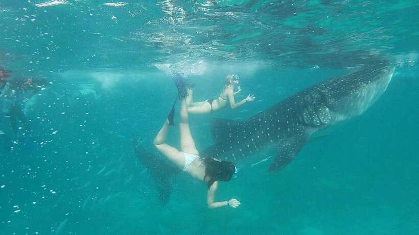 Cebu: WhaleShark , Tumalog Falls, & Sardine Run Snorkeling - The early road to Oslob