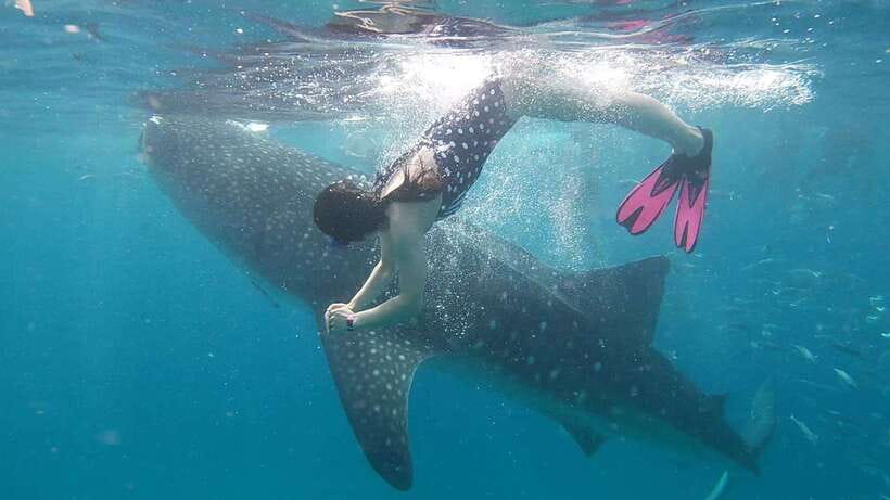 Cebu: WhaleShark , Tumalog Falls, & Sardine Run Snorkeling - Sea turtles in Moalboal