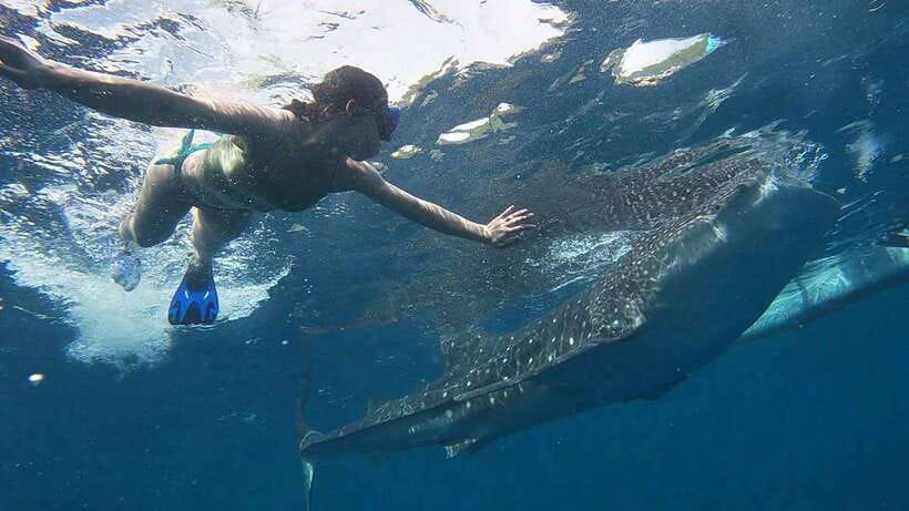 Cebu: WhaleShark , Tumalog Falls, & Sardine Run Snorkeling - Lunch and the long ride back
