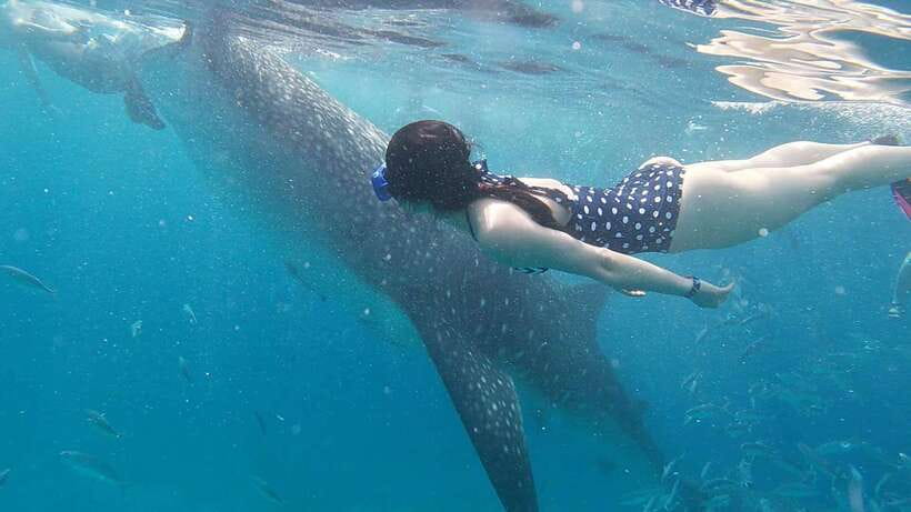 Cebu: WhaleShark , Tumalog Falls, & Sardine Run Snorkeling - Who will enjoy this Cebu day most