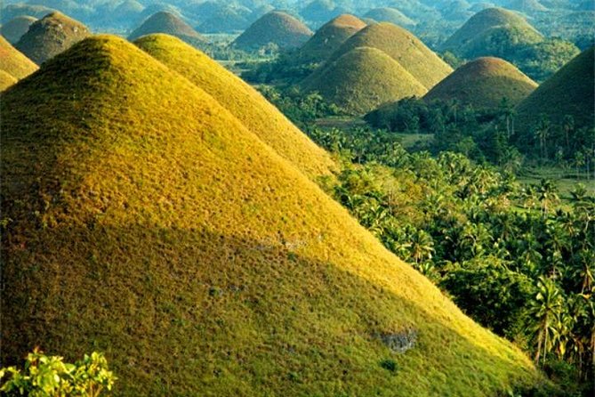 Chocolate hills tour with Tarsier & Loboc river Buffet Lunch (half-day tour) - Tarsiers: a quiet encounter with Bohol’s tiny primates