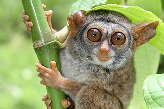 Chocolate hills tour with Tarsier & Loboc river Buffet Lunch (half-day tour) - Timing, transport, and physical effort