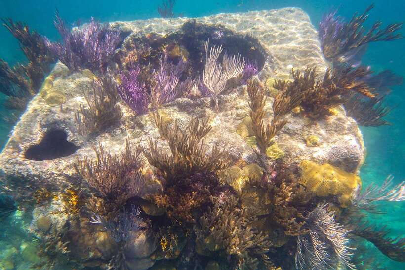 Coron: Coastal Cliffs, Beach & Malcapuya Island Hopping Tour - FAQ
