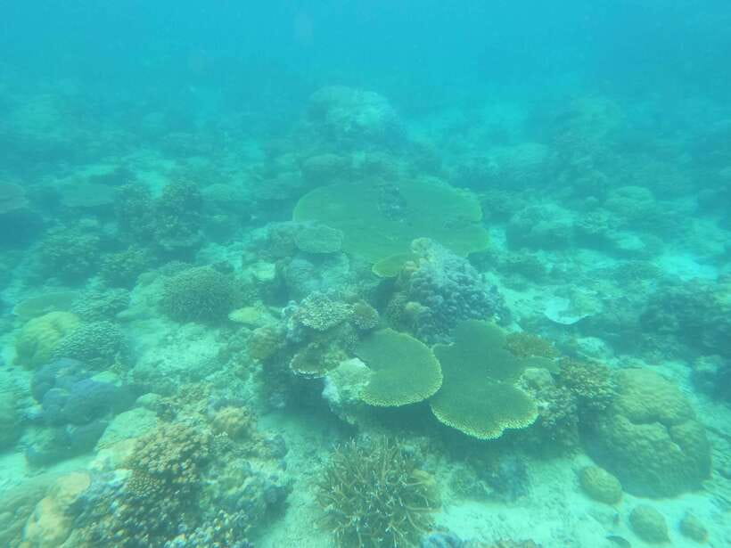 Coron: Dugong Watching with Sea Turtle and Coral Garden tour - Why the dugong encounter feels different