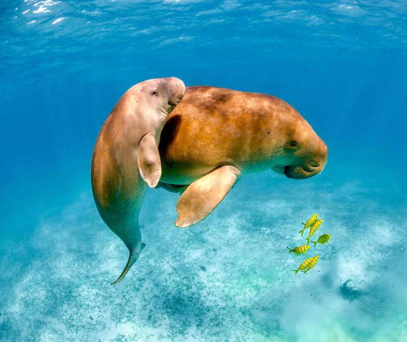 Coron: Dugong Watching with Sea Turtle and Coral Garden tour - The early pickup and long road to Busuanga