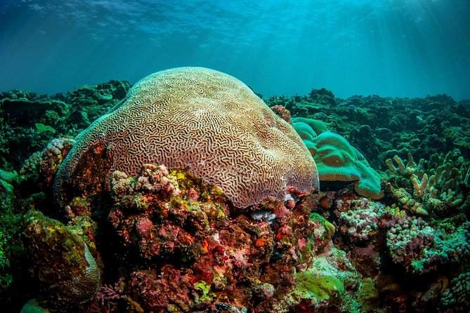 Coron Island Tour B (Shared Tour) - Reef Garden: one more chance to see coral