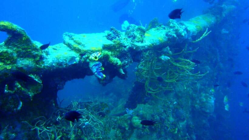 Coron Private Tour D: Reef and Wrecks - Why this Coron tour is about more than wrecks
