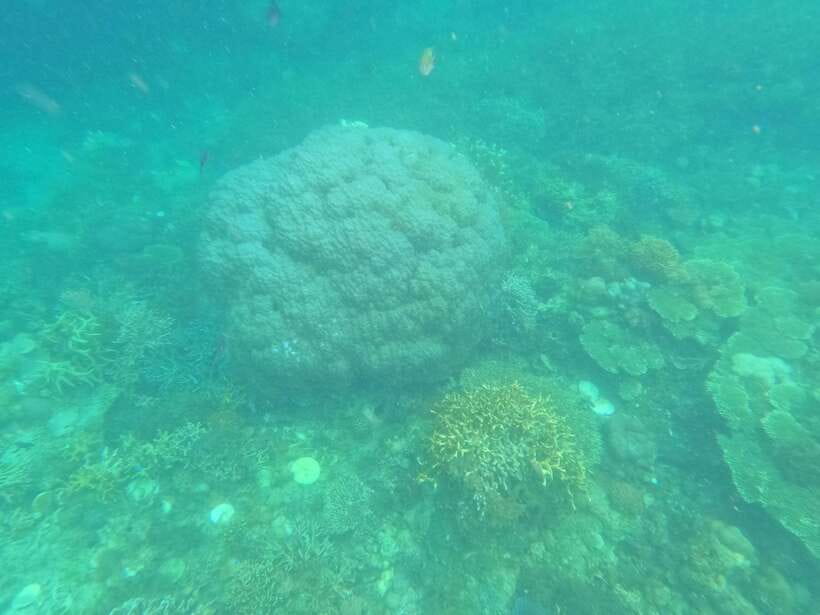 CORON:REEF AND WRECK - 2 JAPANESE WRECK AND PASS ISLAND TOUR - The East Tangat Wreck needs confirmation