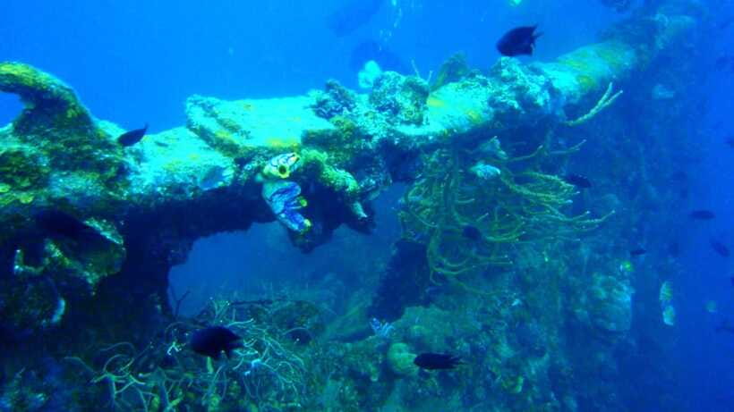 Coron Reef and Wrecks Tour (Private Tour) - Lusong Coral Garden is the underwater centerpiece