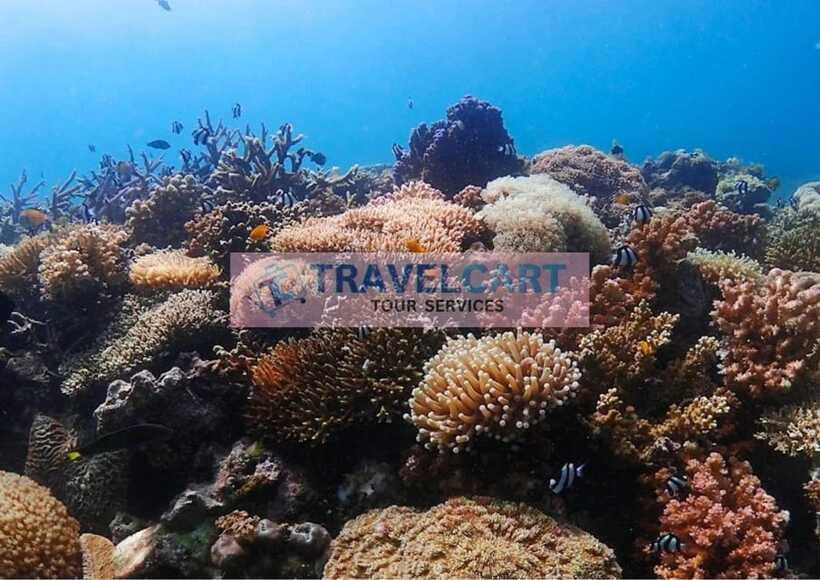 Coron Reef & Wrecks Tour - Lusong Coral Garden is the main underwater draw
