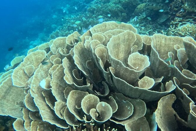 Coron Shipwrecks and Lusong Coral Garden tour (Private / Shared) - Exploring East Tangat Wreck at three meters