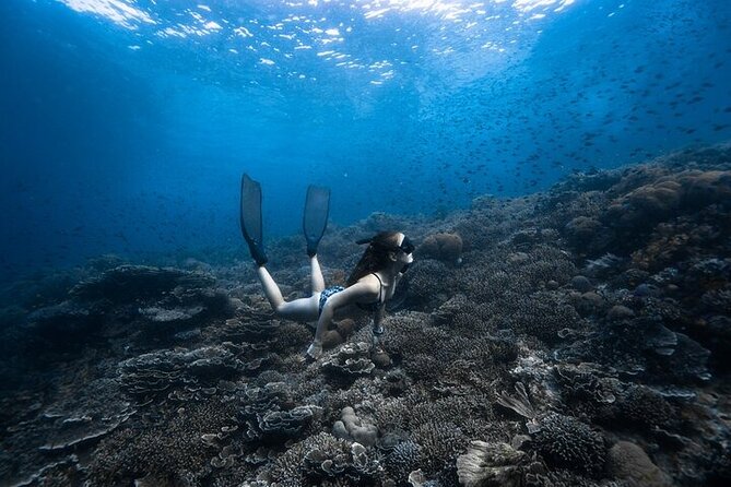 Discover Freediving One Amazing Day - The Napaling sardines are the star