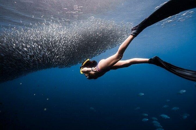 Discover Freediving One Amazing Day - Getting to Freedive Academy Panglao