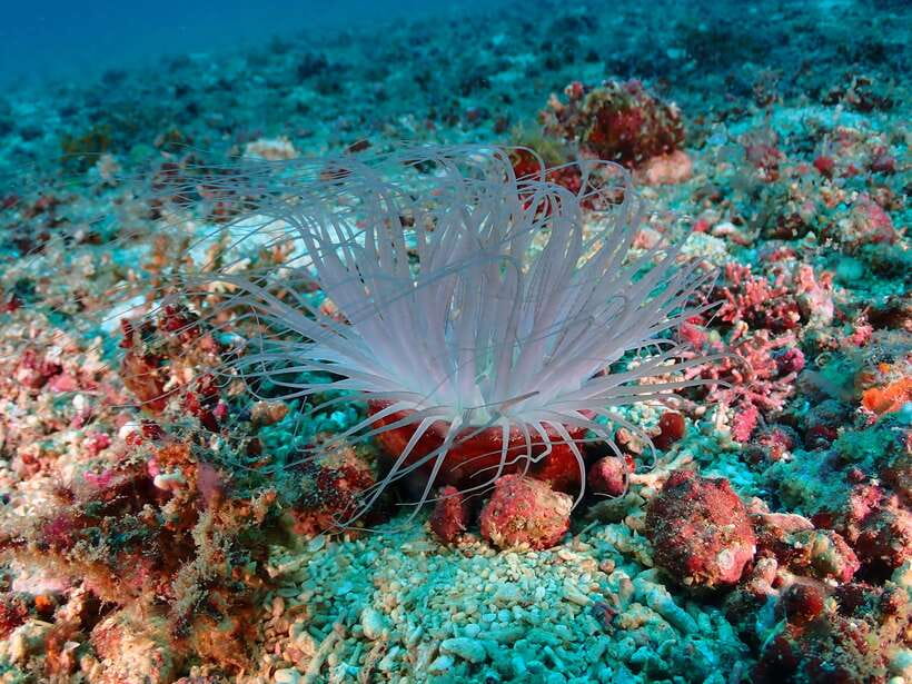 Discover Scuba Diving in Boracay - Key points at a glance