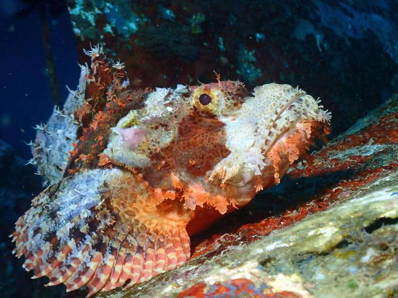 Discover Scuba Diving in Boracay - Who should book this Boracay scuba experience?