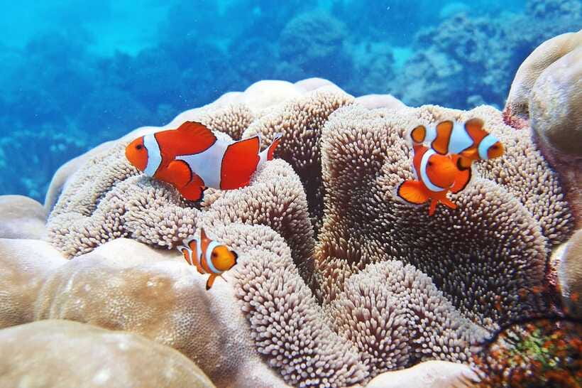 Discover Scuba Diving in Boracay - The open-water session and marine life