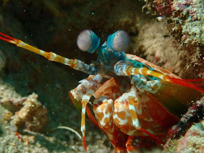 Discover Scuba Diving in Boracay - A friendly format for nervous beginners