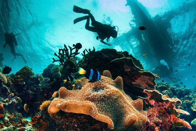 Discover Scuba Diving - Key points to know before you book