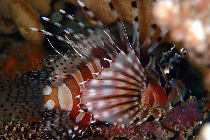 DiveGurus -Scuba Diving in Boracay - What happens during the 2.5-hour schedule
