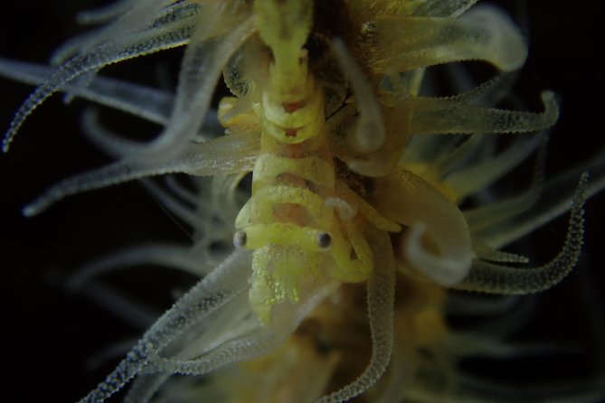 DiveGurus -Scuba Diving in Boracay - Punta Bunga and the appeal of a drift route