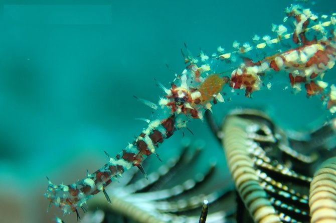 DiveGurus -Scuba Diving in Boracay - Is $50 good value?