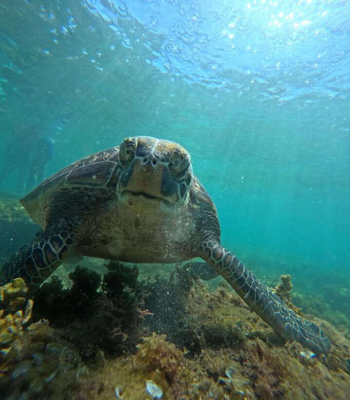 Dumaguete Apo Island Snorkel with turtle Tour - Why Apo Island is worth the early start