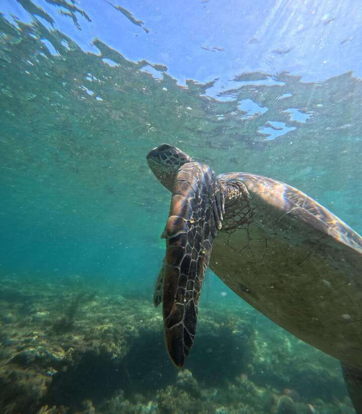 Dumaguete Apo Island Snorkel with turtle Tour - Lunch beside the water