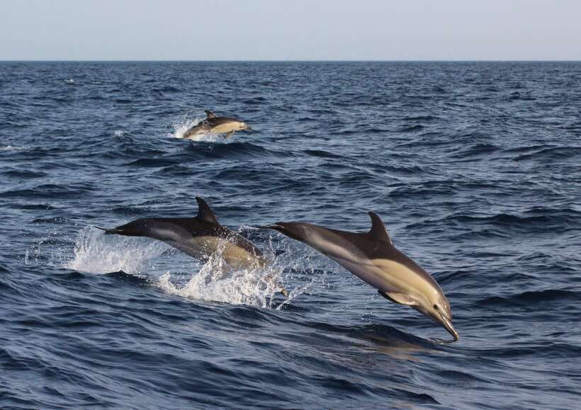 Dumaguete: Dolphin Watching & Manjuyod Sandbar Private Tour - Key points to know before booking