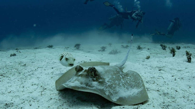 El Nido: Discover Scuba Diving with Manta Rays in Sibaltan - Key points to know before booking