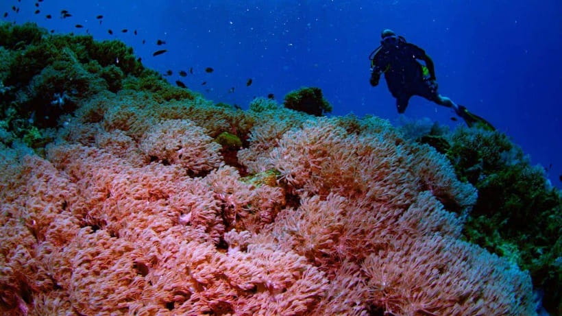 El Nido: Discover Scuba Diving with Manta Rays in Sibaltan - The speedboat ride from Sibaltan to the site