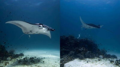 Discover Scuba Diving with Manta Rays in Sibaltan