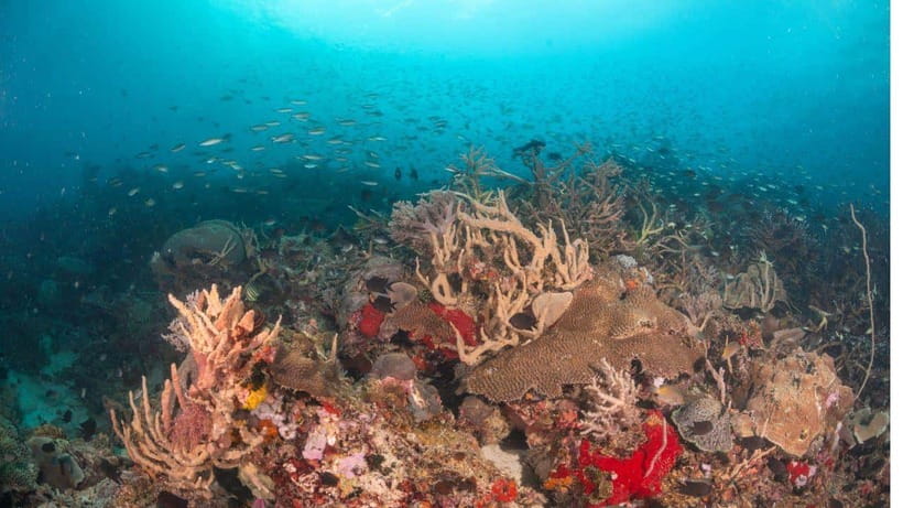 El Nido: Discover Scuba Diving with Manta Rays in Sibaltan - Brunch gives you an hour to reset