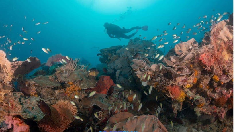 El Nido: Discover Scuba Diving with Manta Rays in Sibaltan - The group size and instructor support