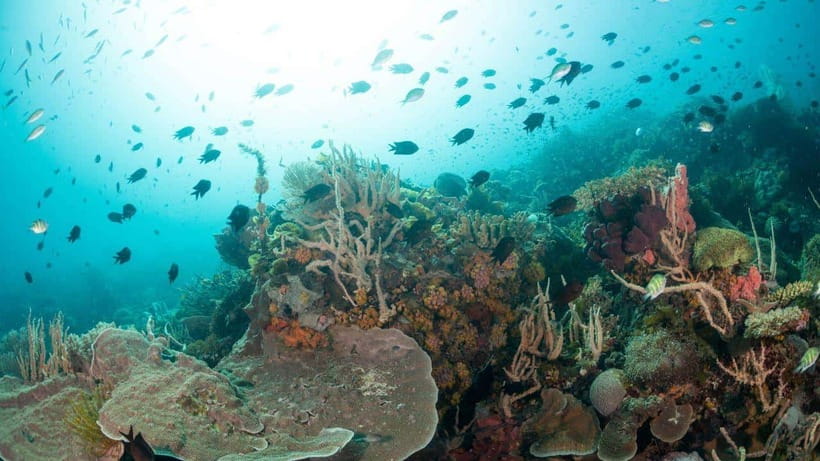 El Nido: Discover Scuba Diving with Manta Rays in Sibaltan - What the $126 price includes