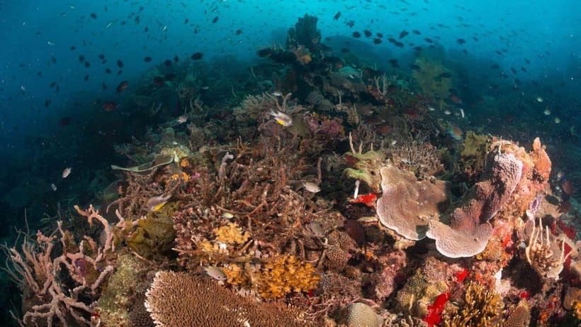 El Nido: Discover Scuba Diving with Manta Rays in Sibaltan - Who will enjoy this first scuba experience