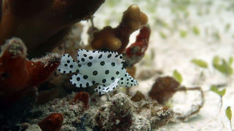 El Nido: Discover Scuba Diving with Manta Rays in Sibaltan - Practical planning for your day
