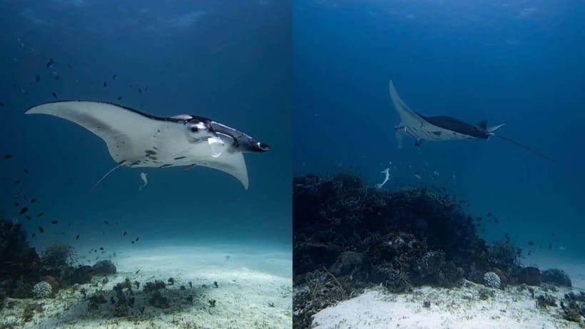 El Nido: Discover Scuba Diving with Manta Rays in Sibaltan - Your first 50-minute session, learning the basics