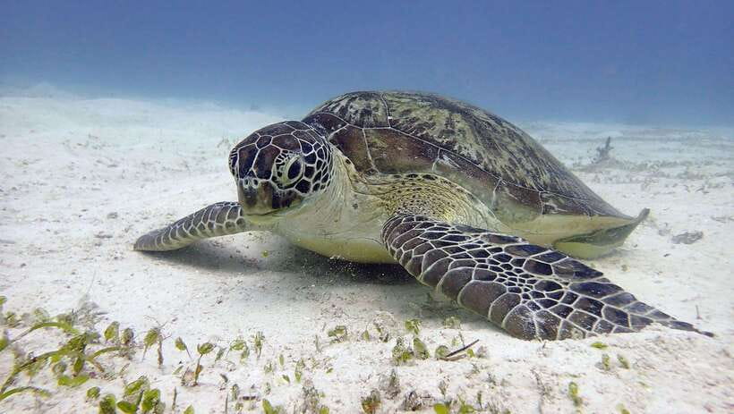 El Nido: Manta Ray Diving Experience in Sibaltan - Why Sibaltan is worth the extra road time