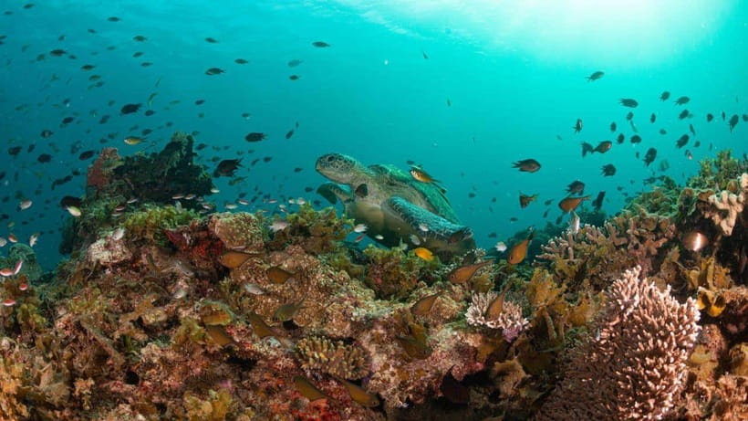 El Nido: Manta Ray Diving Experience in Sibaltan - What the praise tells me about the experience