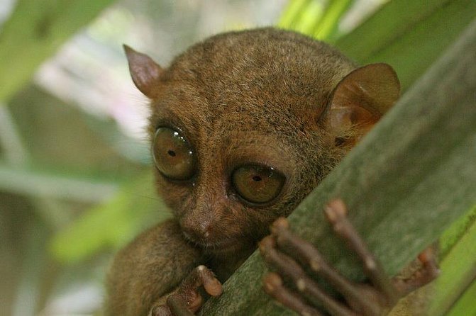 Exclusive Bohol,Philippines Chocolate Hills-Tarsier Tour - Why this private Bohol day works