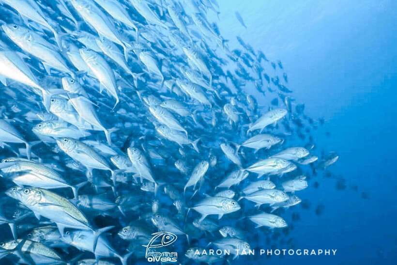 Fisheye Divers: Discover Scuba Diving - From classroom briefing to coral garden