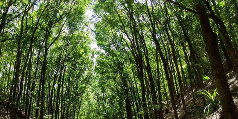 From Bohol & Panglao Island: Full-Day Bohol Tour - Key points to know before booking